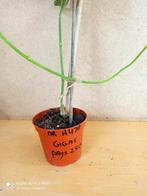 Hoya gigas? potmaat 8 nummer H478, Ophalen of Verzenden, Halfschaduw, Minder dan 100 cm