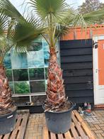 Palmboom, Tuin en Terras, Planten | Bomen, Halfschaduw, 250 tot 400 cm, Zomer, Palmboom