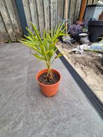 palmbomen winterhard(-18), Volle zon, Vaste plant, Zomer, Ophalen