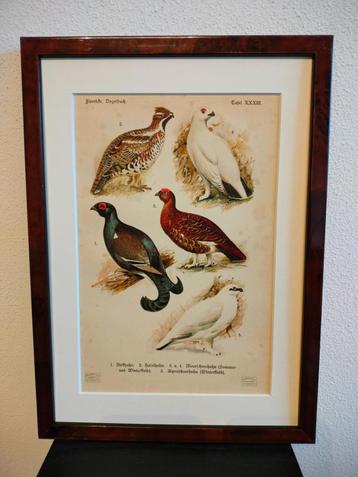 Litho Floericke Korhoen Hazelhoen Sneeuwhoen 1922 beschikbaar voor biedingen