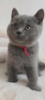 Britse korthaar kitten met stamboom mag zijn nestje verlaten, Kater, Met stamboom