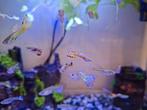 Guppy`s, Dieren en Toebehoren, Vissen | Aquariumvissen, Vis, Zoetwatervis