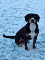 Entlebucher Sennenhond reu 13-09-'22, Dieren en Toebehoren, Eén hond, 3 tot 5 jaar, Nederland, Particulier