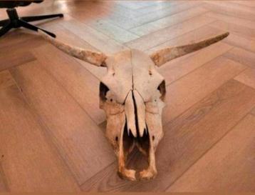 Oude echte schedel van een stier met Hoorns  Skull - patina  beschikbaar voor biedingen