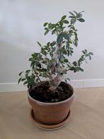 Bonsai ficus microcarpa, Ophalen, Ficus, Halfschaduw, In pot