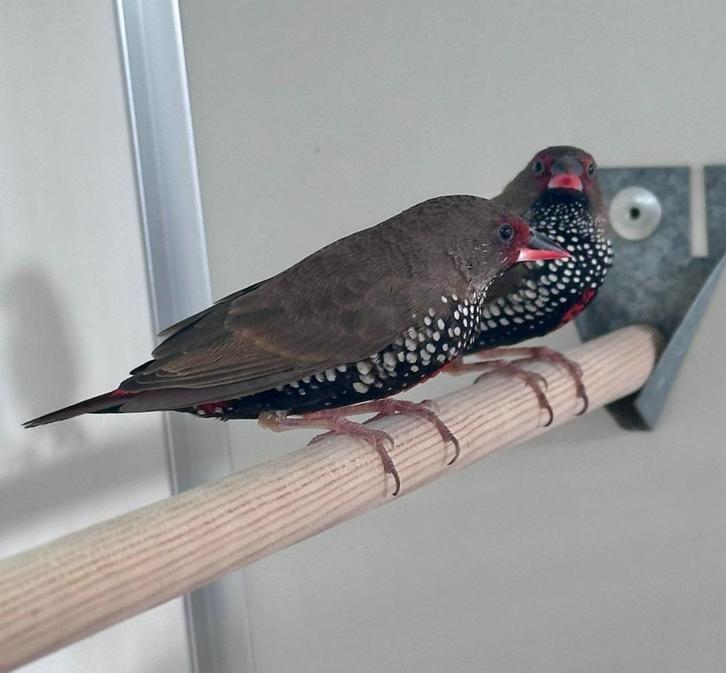 Emblema picta's, Dieren en Toebehoren, Vogels | Overige Vogels