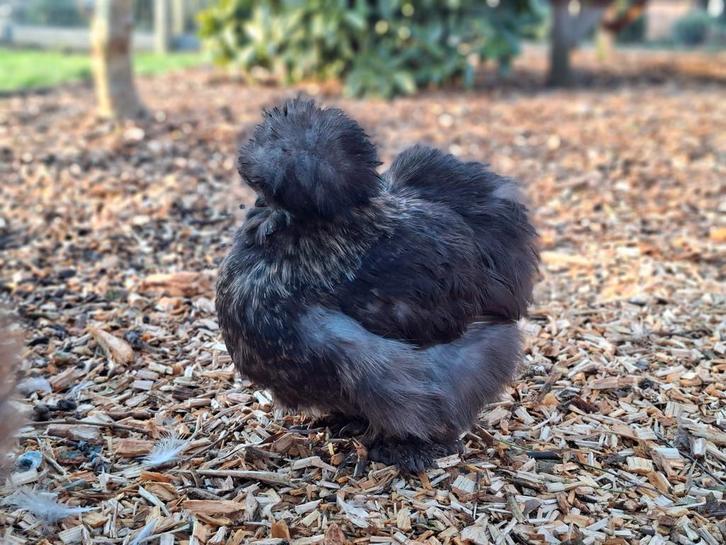 USA zijdehoender eitjes, Dieren en Toebehoren, Pluimvee, Kip, Geslacht onbekend