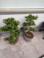 Bonsai kamerplant ficus microcarpa/Ginseng, Huis en Inrichting, Kamerplanten, In pot, Minder dan 100 cm, Bonsai, Groene kamerplant