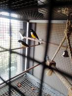 Koppel Gould Amandine, Dieren en Toebehoren, Vogels | Overige Vogels, Meerdere dieren, Tropenvogel