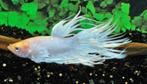 Betta man White Crowntail Male, Dieren en Toebehoren, Vissen | Aquariumvissen, Zoetwatervis, Vis