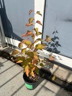 Abrikoos | Prunus armeniaca Bergeron, Ophalen of Verzenden, Minder dan 100 cm, Kersenboom