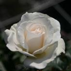 Rosa (F) 'Margaret Merril' Trosroos Rosa floribunda Geurend, Overige soorten, Volle zon, Vaste plant, Ophalen of Verzenden