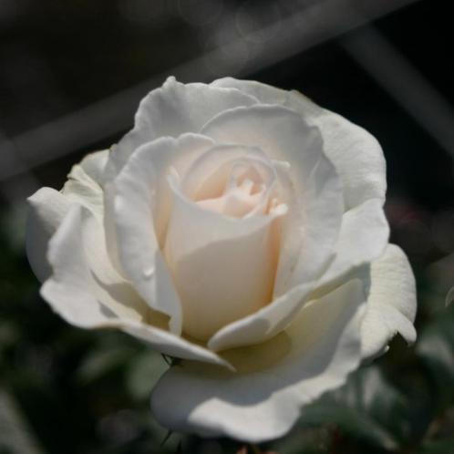 Rosa (F) 'Margaret Merril' Trosroos Rosa floribunda Geurend, Tuin en Terras, Planten | Tuinplanten, Vaste plant, Overige soorten