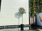 Olijfboom - Olea Europea - stamomvang 6-8 cm, Tuin en Terras, Planten | Bomen, In pot, Olijfboom, Zomer, Volle zon