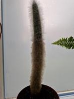 Cactus zachtharig 27 cm, Cactus, Minder dan 100 cm, Ophalen of Verzenden, Halfschaduw