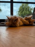 Siberisch katertje Siberiche kat  -  in juli verhuizen, Meerdere dieren, Gechipt, 0 tot 2 jaar