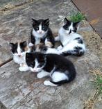 Kittens