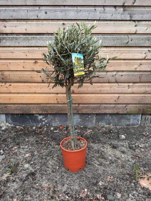 Olijfboom op stam, Tuin en Terras, Planten | Bomen, Olijfboom, 100 tot 250 cm, Volle zon, Zomer, Ophalen of Verzenden