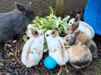 Lieve baby konijntjes., Dieren en Toebehoren, Meerdere dieren