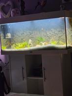 Gevraagt tropiche visjes zoals gouramis coridoras garnalen, Dieren en Toebehoren