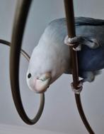 Agapornis, Dieren en Toebehoren, Geslacht onbekend