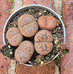 Lithops Levende stenen p6,5