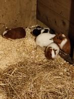 Jonge cavia's beertjes en zeugjes., Dieren en Toebehoren, Juli, Meerdere dieren, Cavia