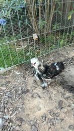 Zijdehoenhaantjes, Dieren en Toebehoren, Pluimvee, Kip