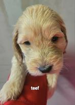 Cockapoo f1 pup reu en teef beide ouders getest en vrij, Dieren en Toebehoren, Honden | Retrievers, Spaniëls en Waterhonden, Overige rassen