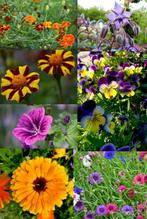 Diverse eetbare bloemen zaden, Verzenden, Zaad