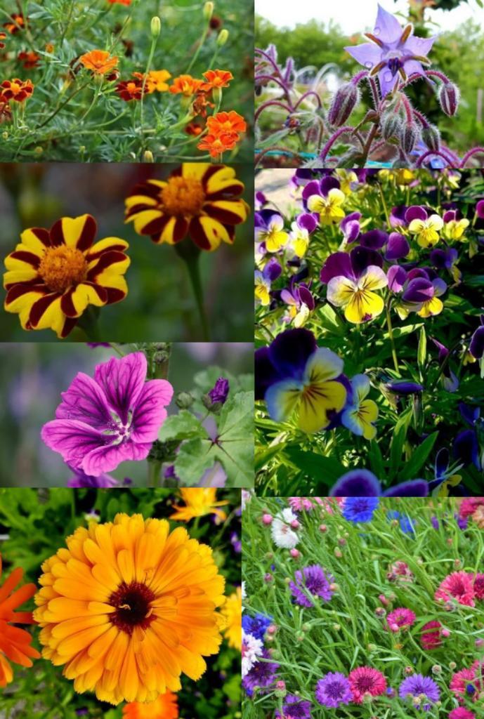 Diverse eetbare bloemen zaden, Tuin en Terras, Bloembollen en Zaden, Zaad, Verzenden