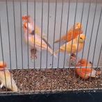 Kanaries, Dieren en Toebehoren, Vogels | Kanaries, Mannelijk, Kleurkanarie