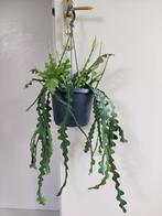 Epiphyllum Anguliger - Zaagcactus / Hangplant, Huis en Inrichting, Kamerplanten, Minder dan 100 cm, Halfschaduw, Ophalen, Groene kamerplant