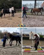 Training, grondwerk en TTouch voor jouw paard, Diensten en Vakmensen, Dieren | Paarden | Verzorging, Oppas en Les, Paardrijles of Ponykampen