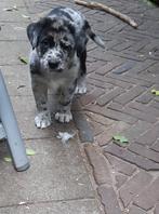 Unieke en hele lieve blue merle Labrador kruising pup., Reu, 8 tot 15 weken, CDV (hondenziekte), Eén hond