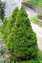 Picea glauca 'Conica', Tuin en Terras, Minder dan 100 cm, Overige soorten, Volle zon, Ophalen
