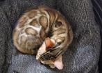 Bengaals katertje/ kitten