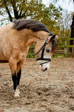 Super lieve Welsh pony, Dieren en Toebehoren, Pony's, Merrie, B pony (1.17m tot 1.27m), Gechipt, 11 jaar of ouder