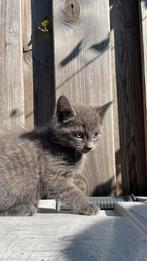 Lieve kittens te koop, Dieren en Toebehoren, Katten en Kittens | Raskatten | Korthaar, Kater, Ontwormd, 0 tot 2 jaar