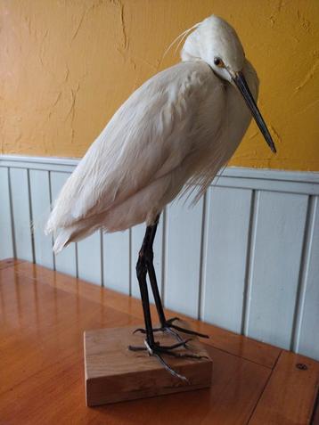 kleine Zilverreiger beschikbaar voor biedingen