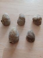Fossiele schelpen, Ophalen of Verzenden, Schelp(en)