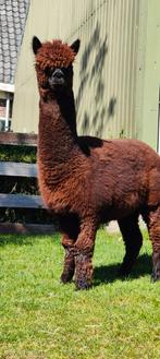 Alpaca wol. Meerdere vuilniszakken. Wit en bruin., Ophalen, Nieuw