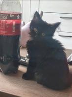 Noorse Boskat kittens, Dieren en Toebehoren, Katten en Kittens | Raskatten | Langhaar