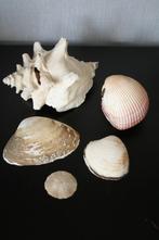 5 schelpen, Verzamelen, Mineralen en Fossielen, Ophalen of Verzenden, Schelp(en)