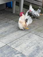 Serema haan, Dieren en Toebehoren, Pluimvee, Mannelijk, Kip