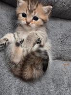 Te koop mooie britse korthaar golden tabby kittens, Dieren en Toebehoren, Katten en Kittens | Raskatten | Korthaar, Meerdere dieren