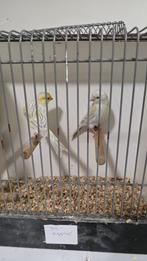 Een koppel Gele moziek agaat, Dieren en Toebehoren, Vogels | Kanaries, Meerdere dieren, Kleurkanarie