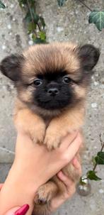 Pomeriaan 75%  chihuahua 25% puppys, Dieren en Toebehoren, Rabiës (hondsdolheid), 8 tot 15 weken, Meerdere, Nederland