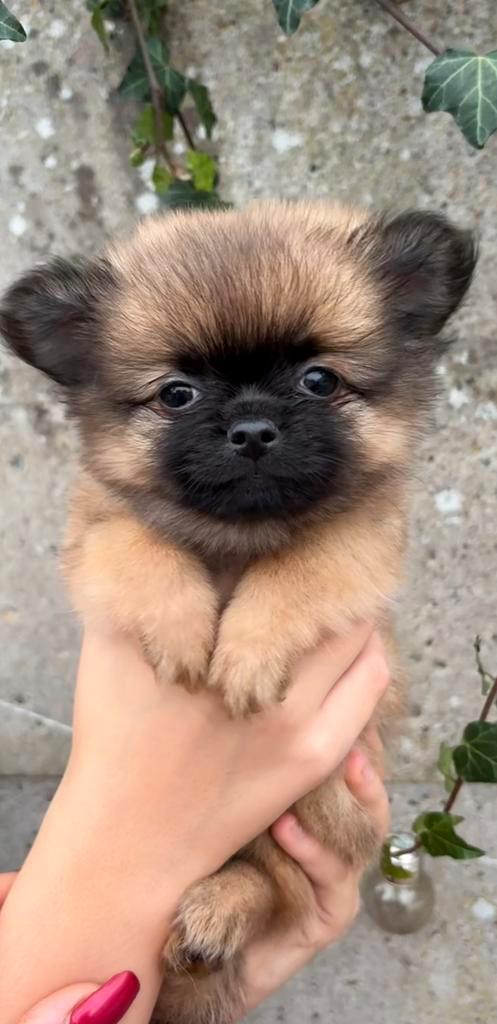 Prachtige puppys 🐶😍, Dieren en Toebehoren, Honden | Chihuahua's en Gezelschapshonden, Reu, Overige rassen, Particulier, Meerdere