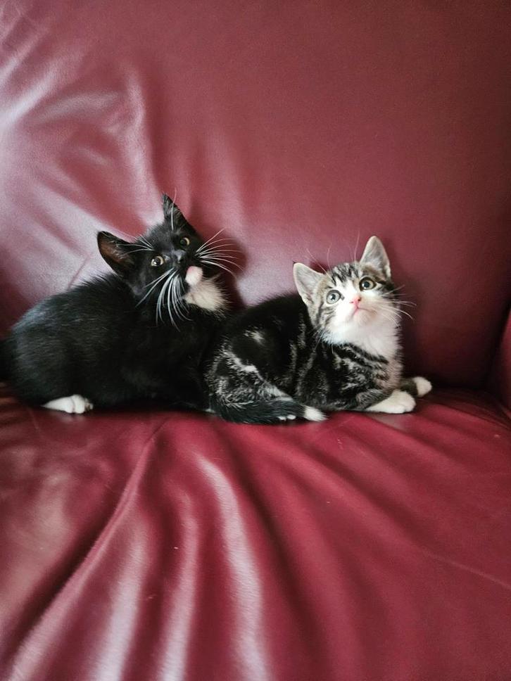 3 lieve kittenkatertjes, Dieren en Toebehoren, Katten en Kittens | Overige Katten, Kortharig, Meerdere dieren, 0 tot 2 jaar